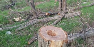متخلفان قطع درخت به پاکسازی محیط زیست محکوم شدند