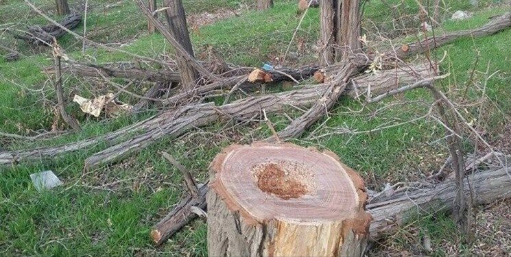 دست‌های پشت پرده قطع درختان اردوگاه دانش‌آموزی قوچان / مسئولان آموزش‌وپرورش از خواب زمستانی بیدار شدند