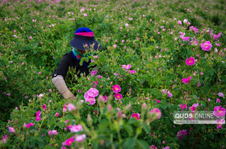 برداشت  و گلابگیری گل محمدی در روستای فرخد