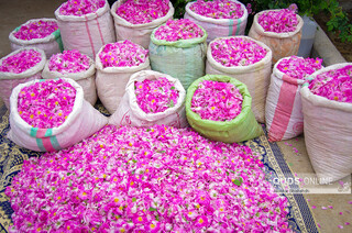 ۷۰ درصد گل محمدی جهان در ایران تولید می‌شود