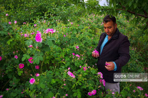 برداشت گل محمدی و گلابگیری در روستای فرخد مشهد