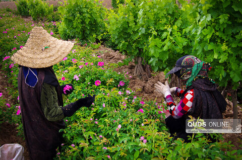 برداشت گل محمدی و گلابگیری در روستای فرخد مشهد