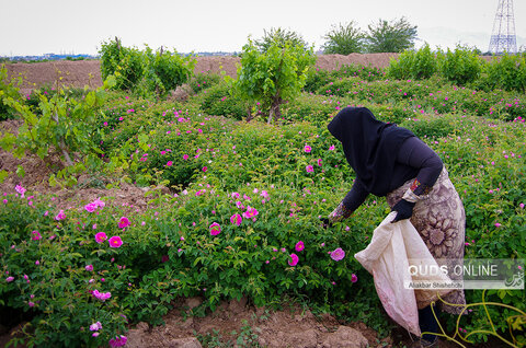 برداشت گل محمدی و گلابگیری در روستای فرخد مشهد
