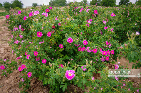 برداشت گل محمدی و گلابگیری در روستای فرخد مشهد