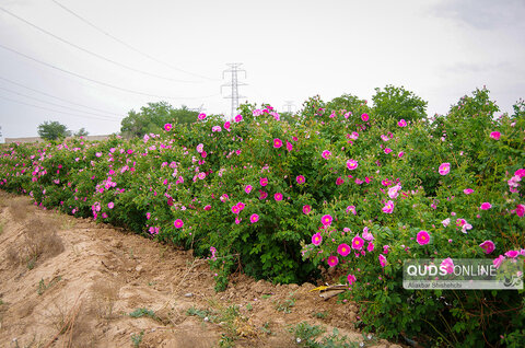 برداشت گل محمدی و گلابگیری در روستای فرخد مشهد