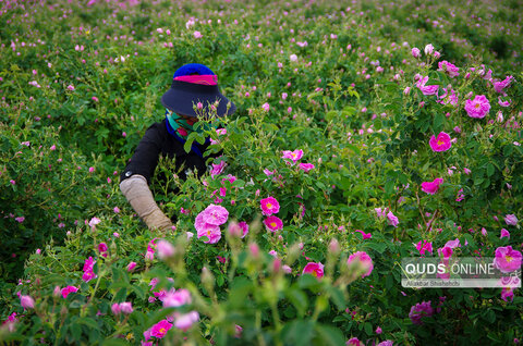 برداشت گل محمدی و گلابگیری در روستای فرخد مشهد