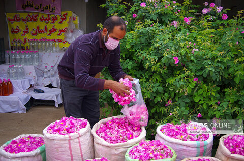 برداشت گل محمدی و گلابگیری در روستای فرخد مشهد