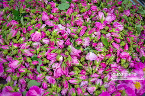 برداشت گل محمدی و گلابگیری در روستای فرخد مشهد