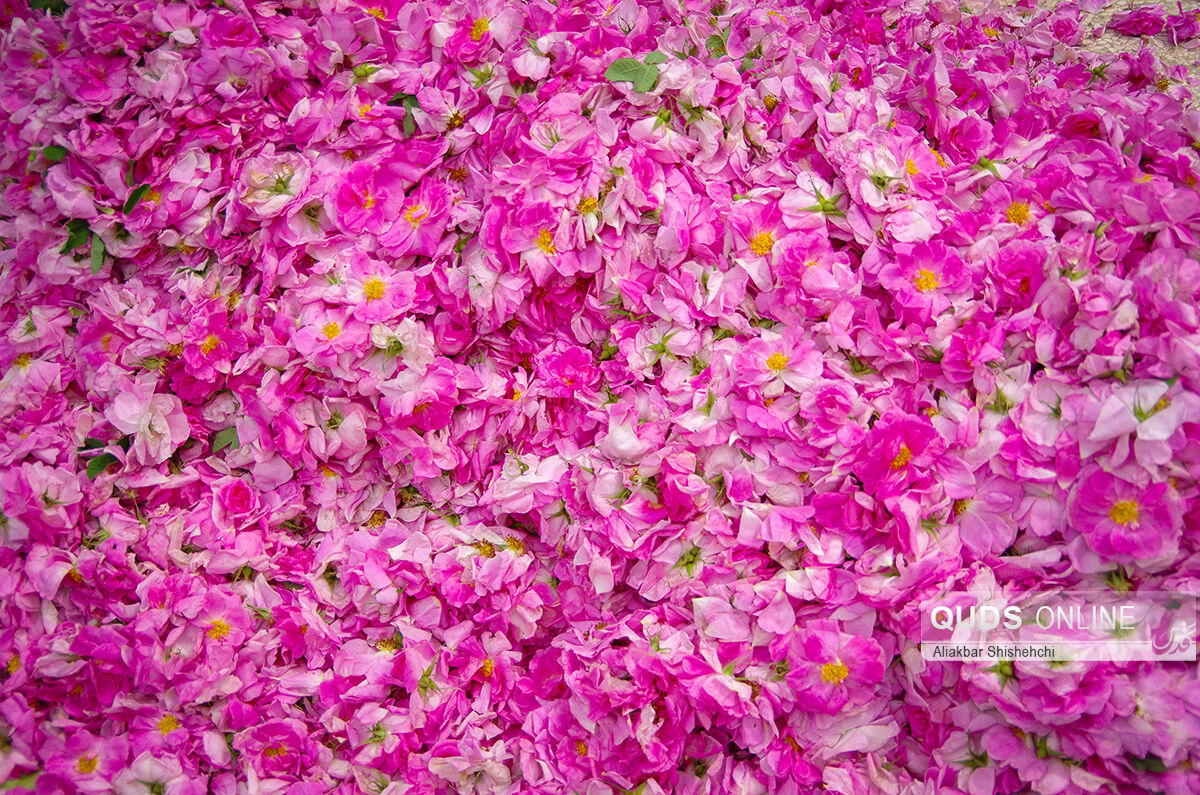 برداشت بیش از ۱۴۰ تن گل محمدی در گناباد