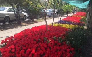 جشنواره «گل سرخ» در  اصفهان برگزار شد