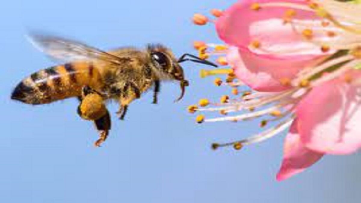 عملیات امداد و نجات یونسکو برای زنبورهای وطنی