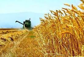 پیش‌بینی کاهش ۵۵ درصدی برداشت گندم در خراسان رضوی
