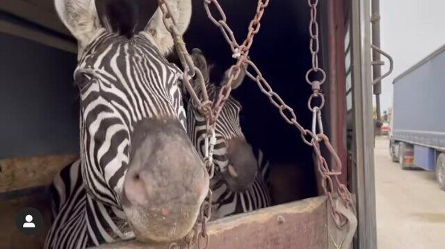 ماده گورخر آفریقایی تلف شده در باغ‌وحش صفادشت آبستن نبود/ واردات گونه جدید به استان تهران فعلا ممنوع
