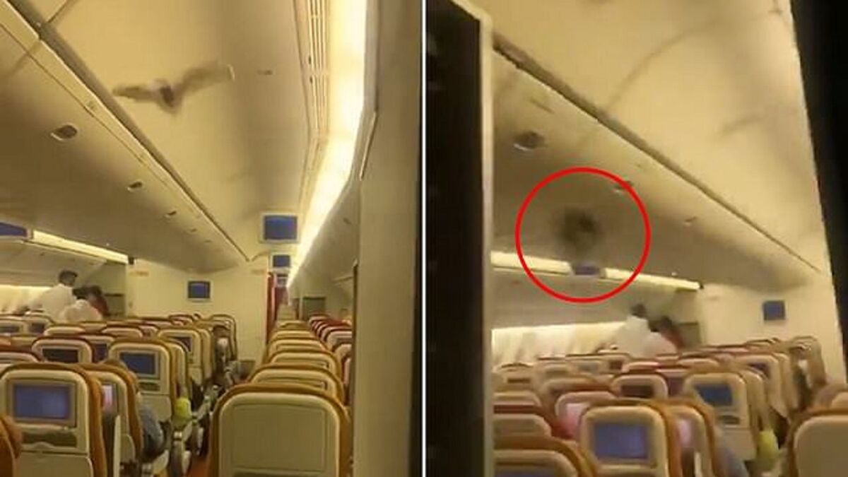 فرود اضطراری هواپیما به علت پرواز خفاش در کابین مسافران!