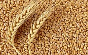 موجودی انبارهای گندم خوزستان تا سال آینده کافی است