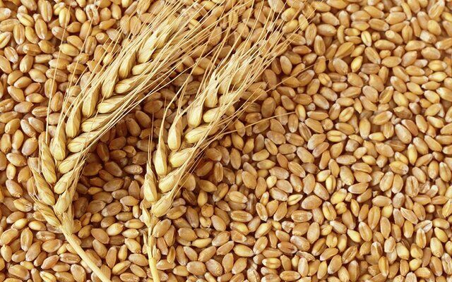 شیب تند قیمت محصولات اساسی در بازارهای جهانی/ قیمت گندم ۸ دلار افزایش یافت