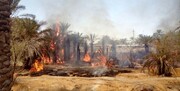 از بین رفتن بیش از دو هزار نخل مثمر در آتش‌سوزی نخلستان روستای منیوحی