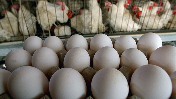 مرغدار انگیزه ای برای پرورش مرغ تخم گذار ندارد