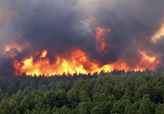 وقوع آتش‌سوزی در ۱۲۷۹ هکتار از مناطق چهارگانه محیط زیست تا اول خرداد