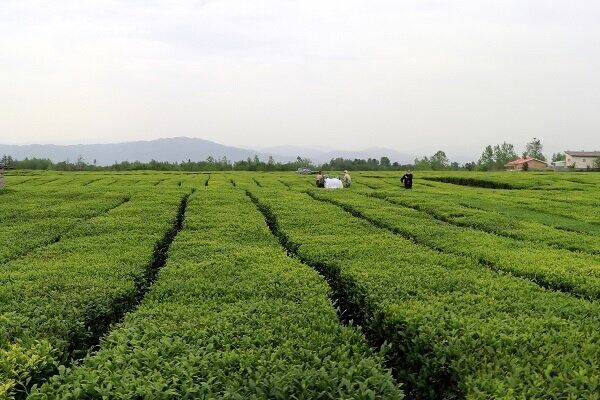  برداشت ۷۲ هزار تن برگ سبز چای از باغات شمال کشور