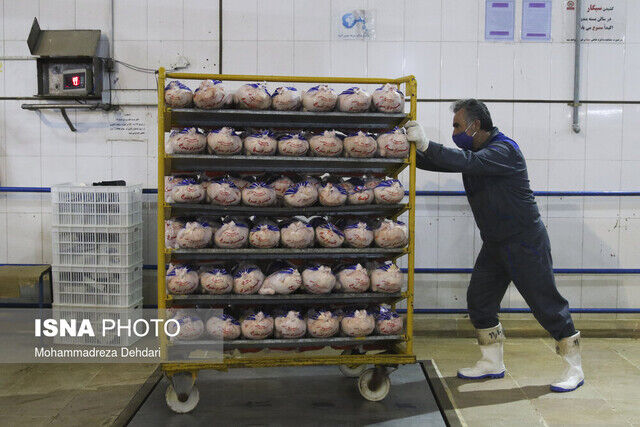 واردات هفتگی ۳ تا ۵ میلیون تخم مرغ نطفه دار گوشتی/ مرغ مهره ماه ارزان می‌شود