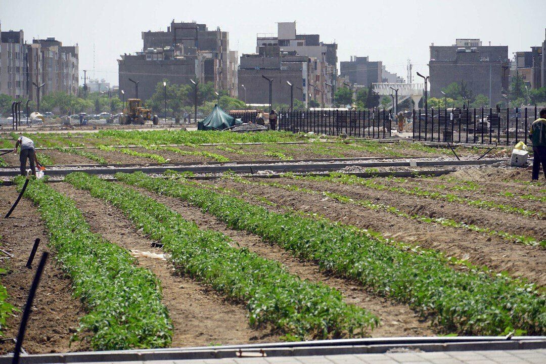  کشت پارک الگویی جدید از توسعه فضای سبز شهری/ مردادماه سال جاری اولین بوستان کشاورزی شهری ایران به بهره‌برداری می‌رسد