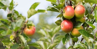 برداشت سیب گلاب بهاره از ۲۰۰۰ هکتار باغات استان اصفهان آغاز شد