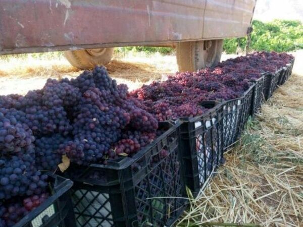 برداشت بیش از چهار هزار تُن انگور از باغات شهرستان قصرشیرین