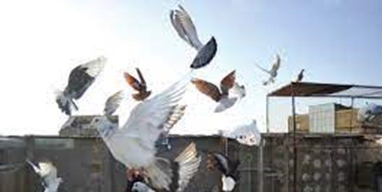  تشدید برخورد قانونی با پدیده کبوترپرانی در حریم هوایی فرودگاه‌های خراسان رضوی 