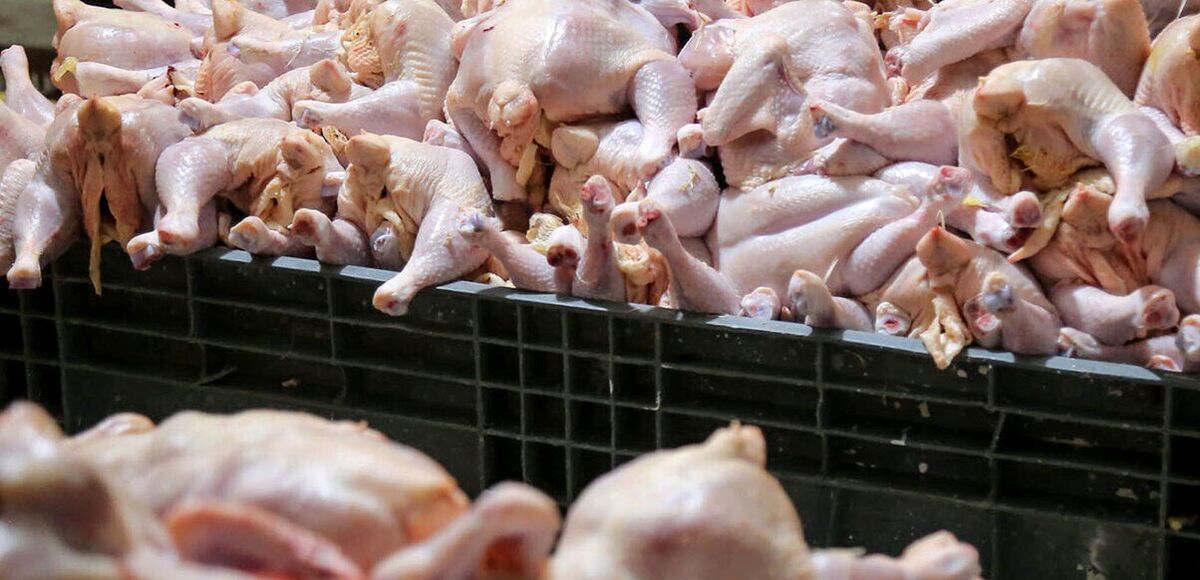 تولید مرغ در خوشاب خراسان رضوی ۷۰ درصد افزایش یافت