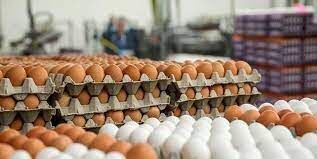 تولید تخم‌مرغ دیگر برای مرغدار صرفه اقتصادی ندارد
