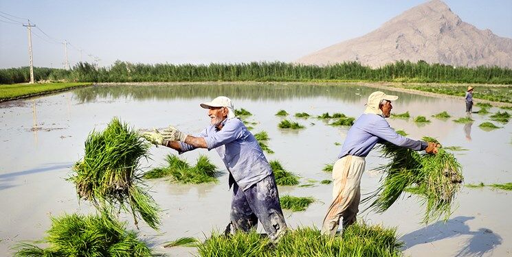 کشت ۲۰۰ هزار هکتار برنج در خوزستان بدون توجه به هشدار ستاد بحران