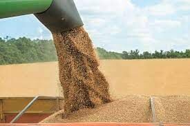 خرید تضمینی بیش از ۲۴ هزار تن گندم در خراسان رضوی
