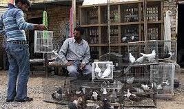 بازارهای مجاز پرندگان در مشهد
