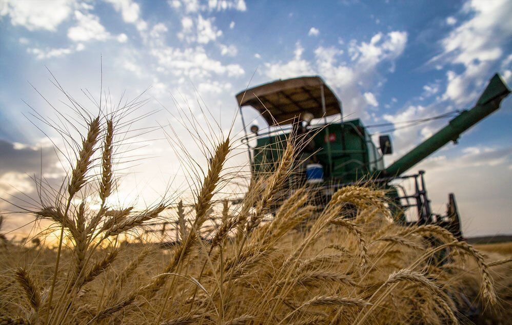شبکه تعاون روستایی ۲۵ درصد خرید گندم در خراسان رضوی را انجام داد