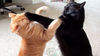 کشتی گرفتن دو گربه در مسابقات المپیک!