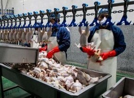 ثبت نام اجزای زنجیره تولید گوشت مرغ از تولید تا توزیع
