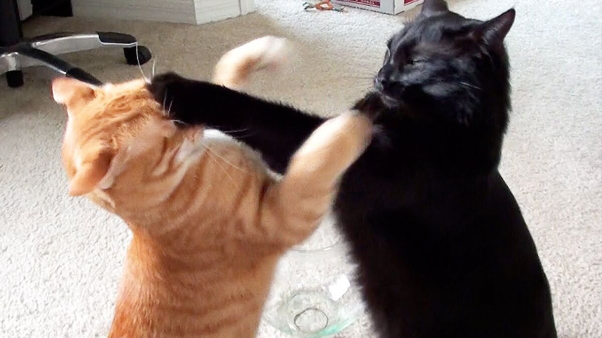 کشتی گرفتن دو گربه در مسابقات المپیک! / فیلم
