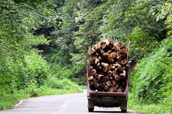 از ابتدای سال جاری تاکنون پروانه ۳۰۴ تن حمل چوب صادر شده است