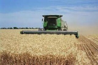 خسارت خشکسالی به کشاورزان جغتایی/ کاهش ۲۰ هزار تنی برداشت گندم