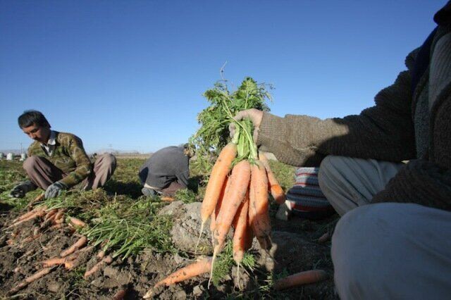 کاشت هویج در ۱۲۰ هکتار از اراضی زیرکشت مشهد
