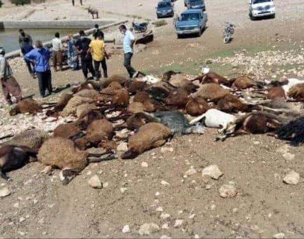  تلف شدن ۵۵ رأس گوسفند در نیشابور به علت نوشیدن آب آلوده 