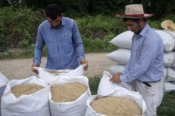 پشت پرده افزایش قیمت برنج در بازار عمده‌فروشی مازندران