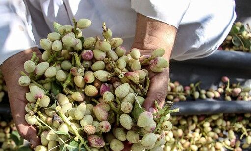 فصل برداشت طلای سبز در استان کرمان آغاز شد/ کاهش ۵۰ درصدی محصول