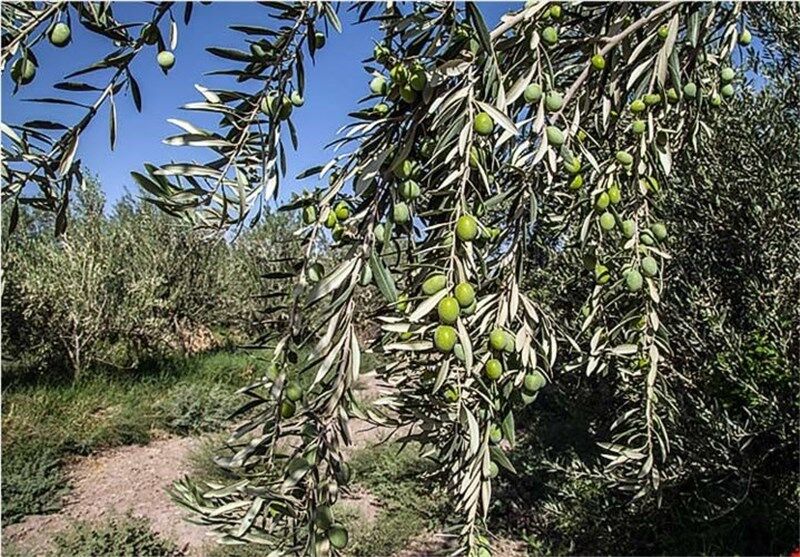 خسارت خشکسالی به باغات استان گلستان/ تولید زیتون ۳۰ درصد کمتر شد
