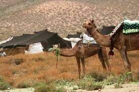 عشایر سیستان و بلوچستان رتبه نخست نگهداری شتر در کشور را دارند