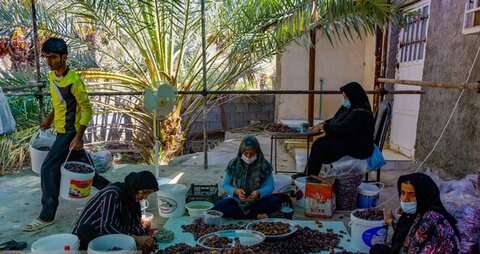 معاون بهبود تولیدات گیاهی سازمان جهاد کشاورزی استان بوشهر