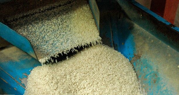 دلالان خفته در کمین بازار برنج مازندران