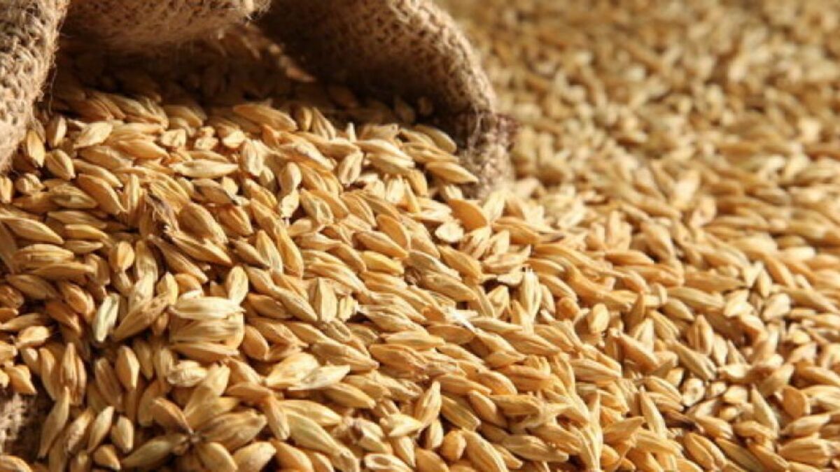 ثبت رکورد جدید افزایش قیمت گندم در بازارهای جهانی/هشدار برای توجه بیشتر به محصولات اساسی
