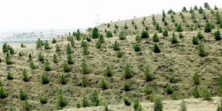 خراسان رضوی رتبه اول جنگل‌های دست‌کاشت کشور را دارد